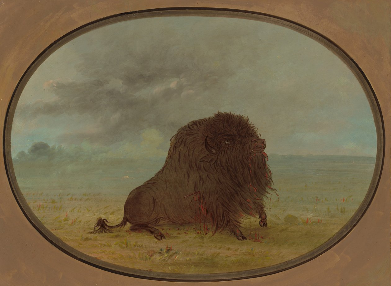 Ölen Buffalo Boğa, 18611869. by George Catlin