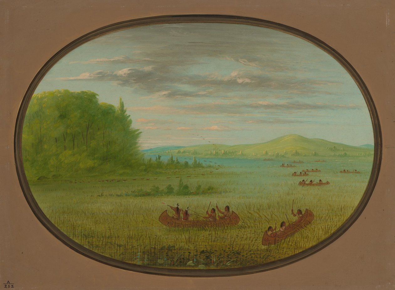 Yabani Pirinç Toplama - Winnebago, 18611869. by George Catlin
