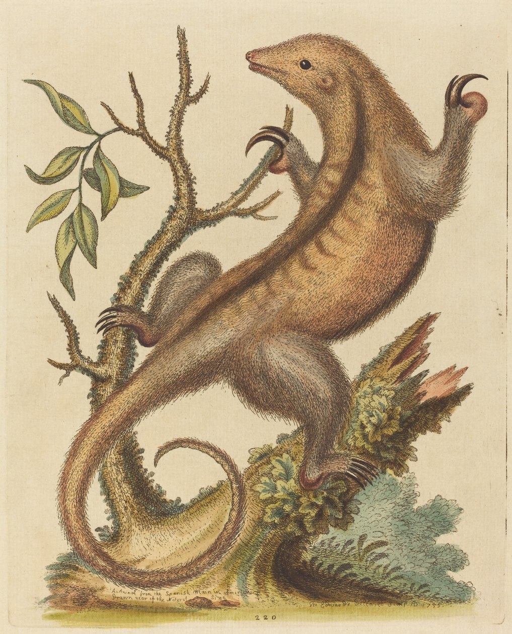 Pigme Karıncayiyen, 1755. by George Edwards