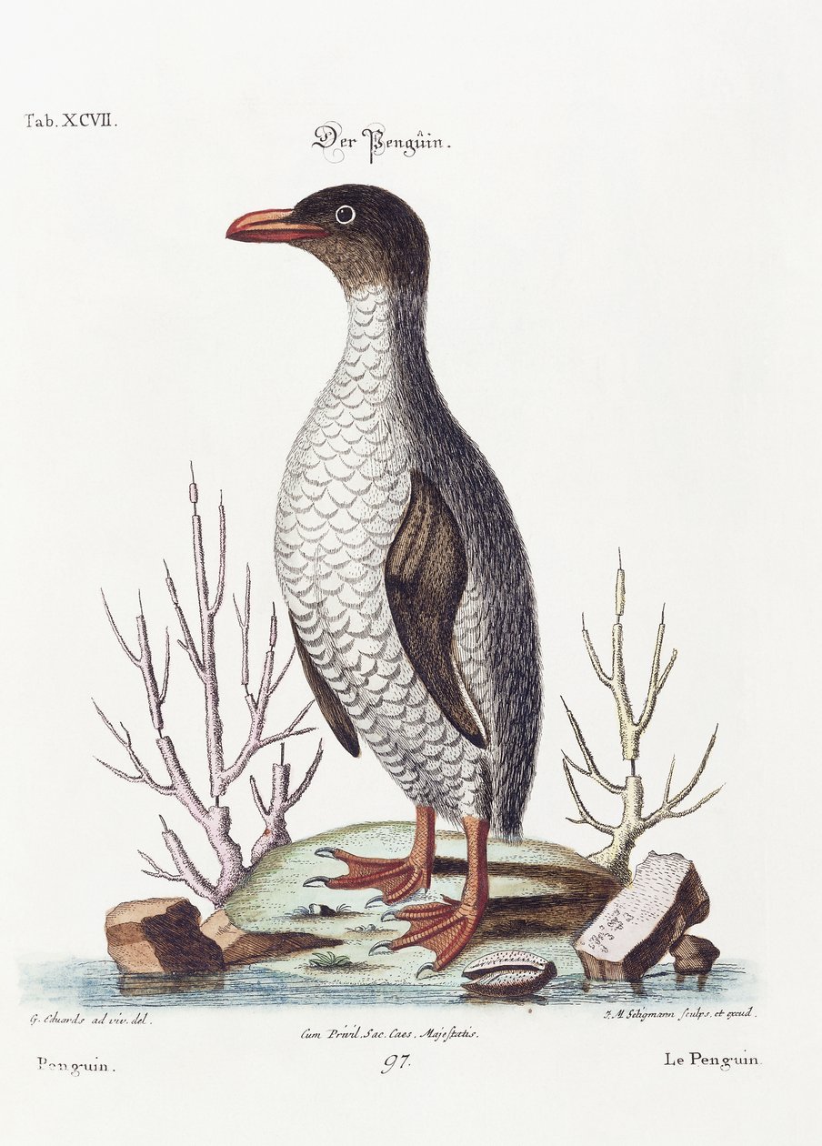 Penguen, 1770 by George Edwards