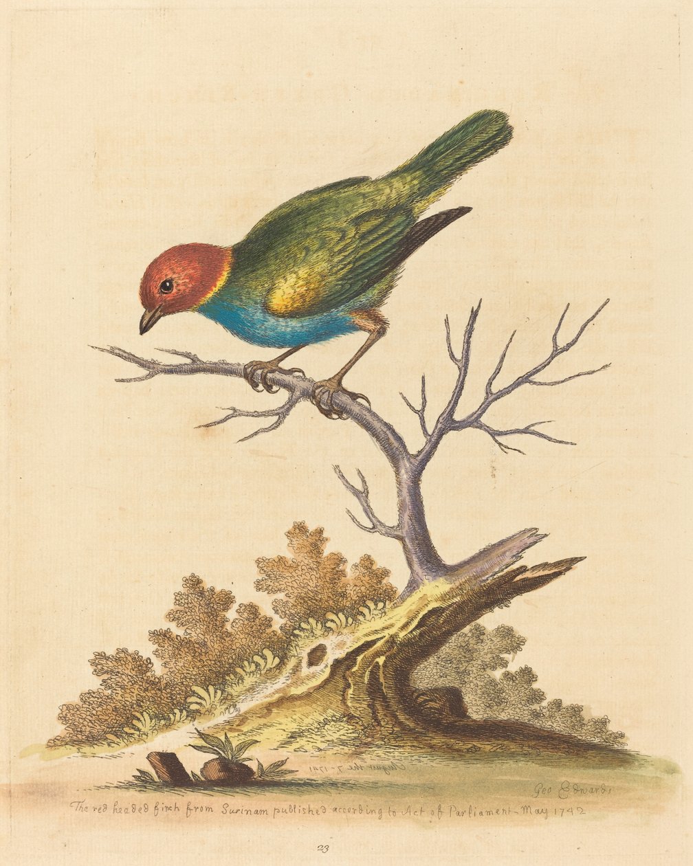 Surinam'dan Kızıl Başlı Finch, 1741. by George Edwards