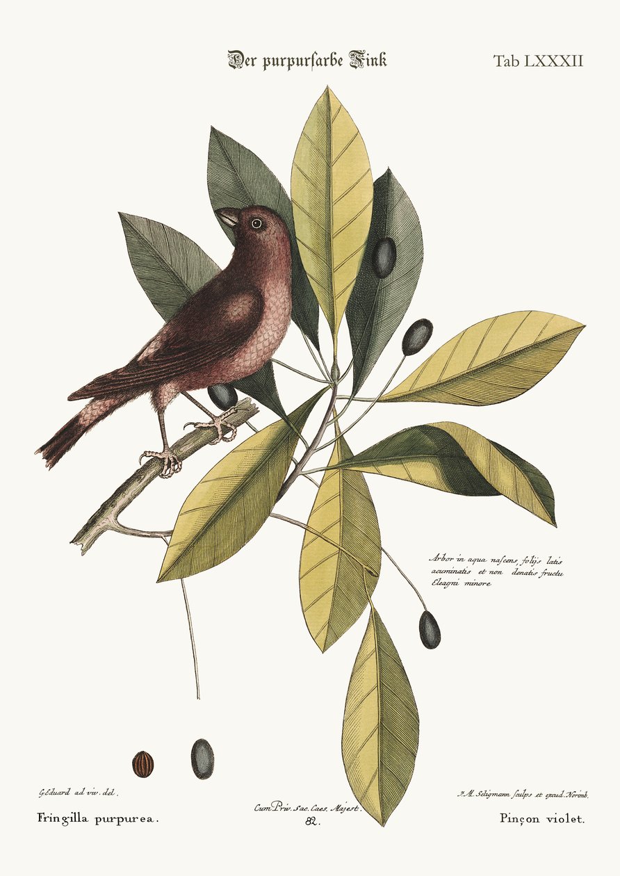 ಪರ್ಪಲ್ ಫಿಂಚ್, 1749-73 ಟರ್ಕ್ by George Edwards