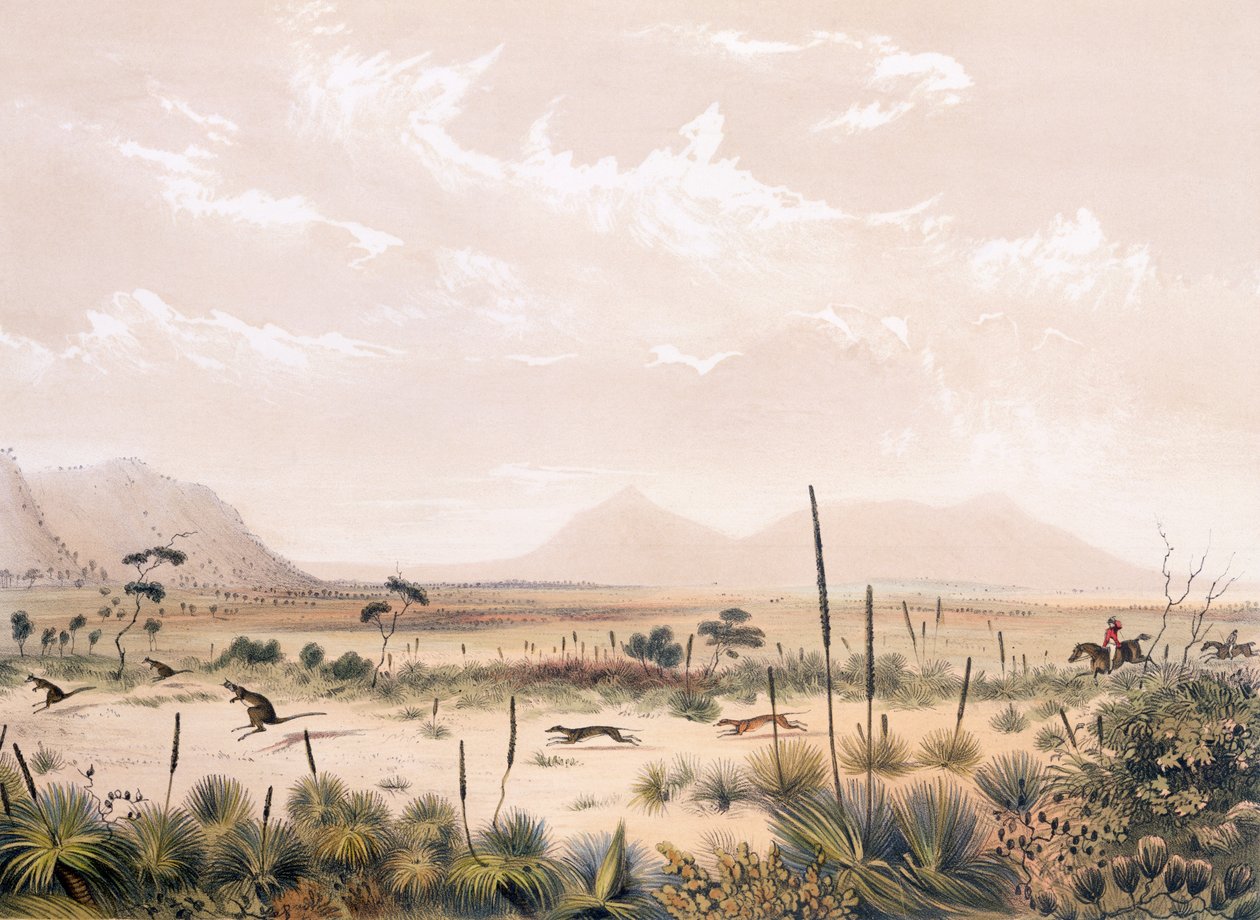 kanguru avı by George French Angas