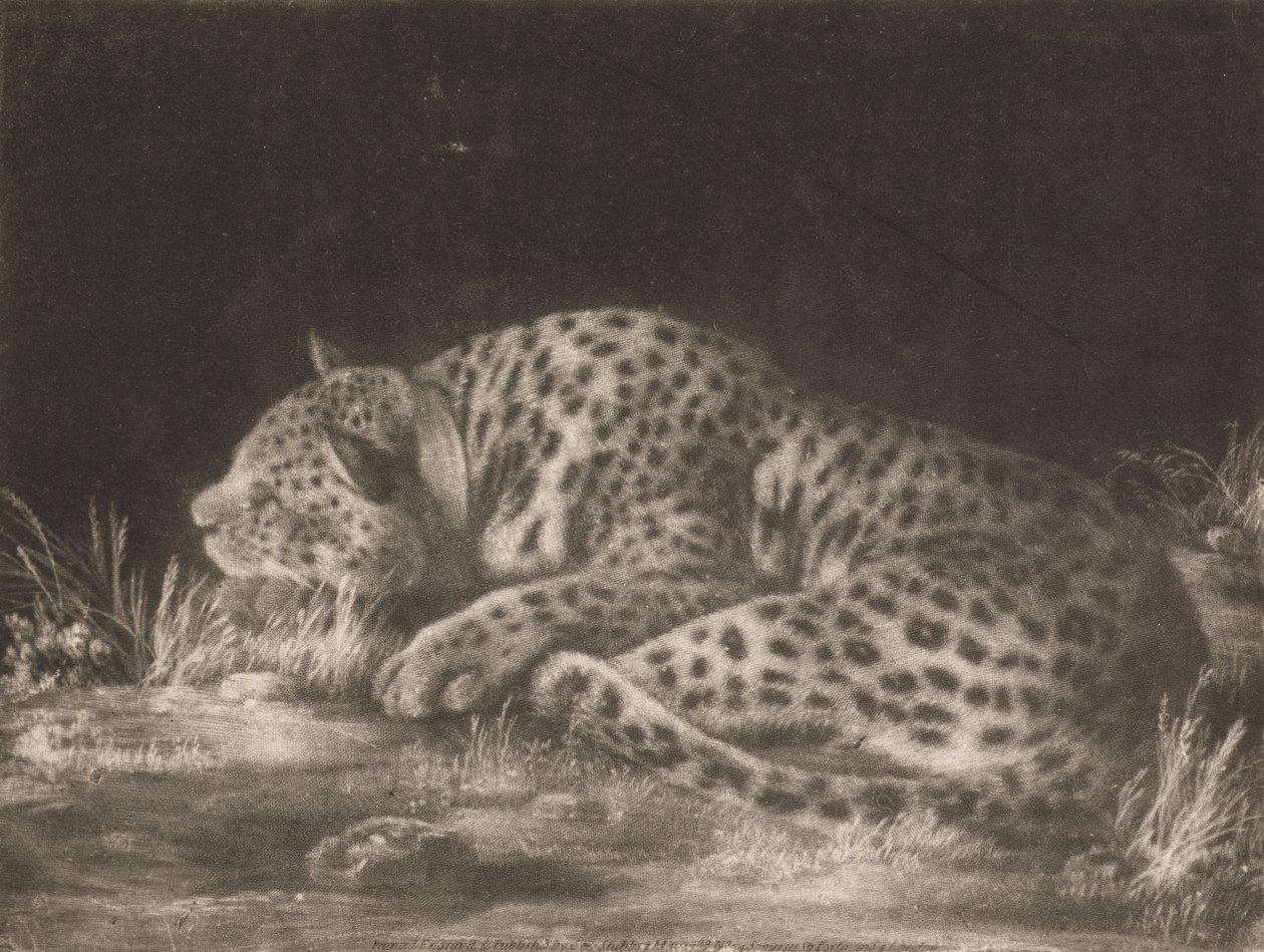 Bir Tyger (Uyuyan Leopar) by George Stubbs