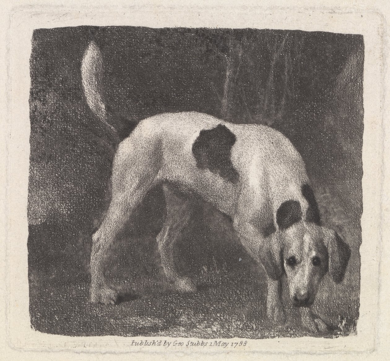 Köpek [Kokuda Bir Tilki Tazısı] by George Stubbs