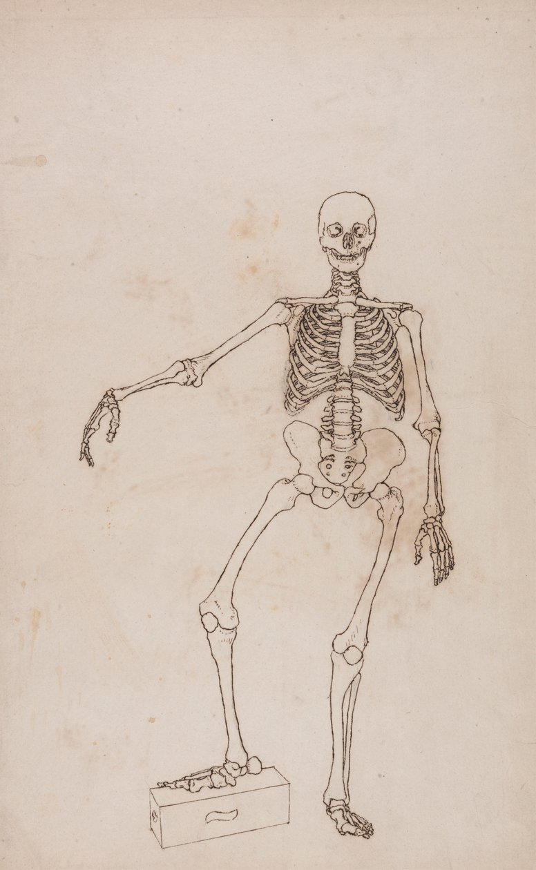 insan iskeleti, önden bakış by George Stubbs