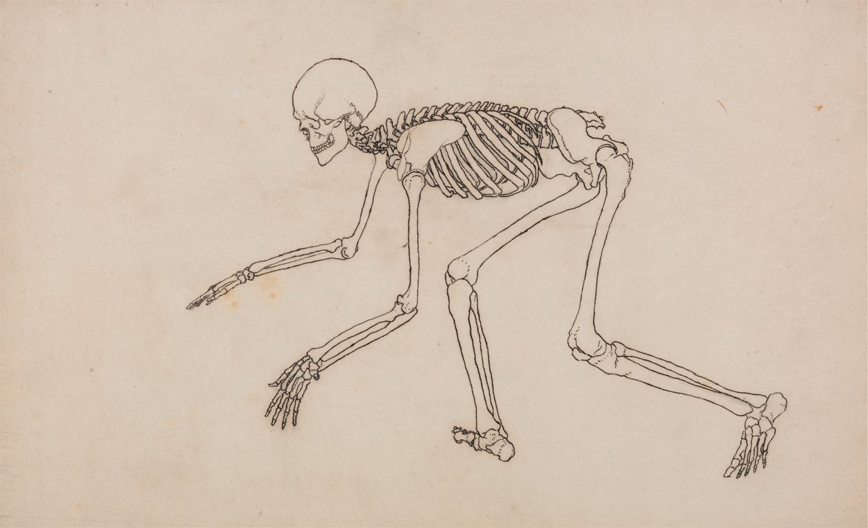 insan iskeleti, yandan bakış by George Stubbs