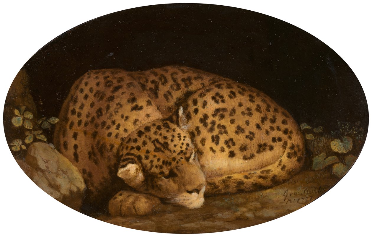 Uyuyan Leopar, 1777. by George Stubbs