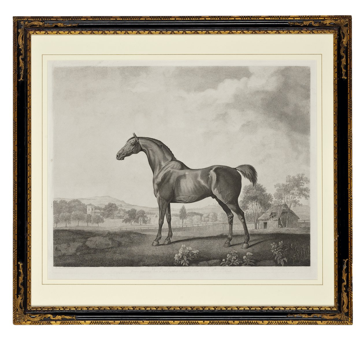Sweetwilliam (nokta gravürü) by George Townley Stubbs