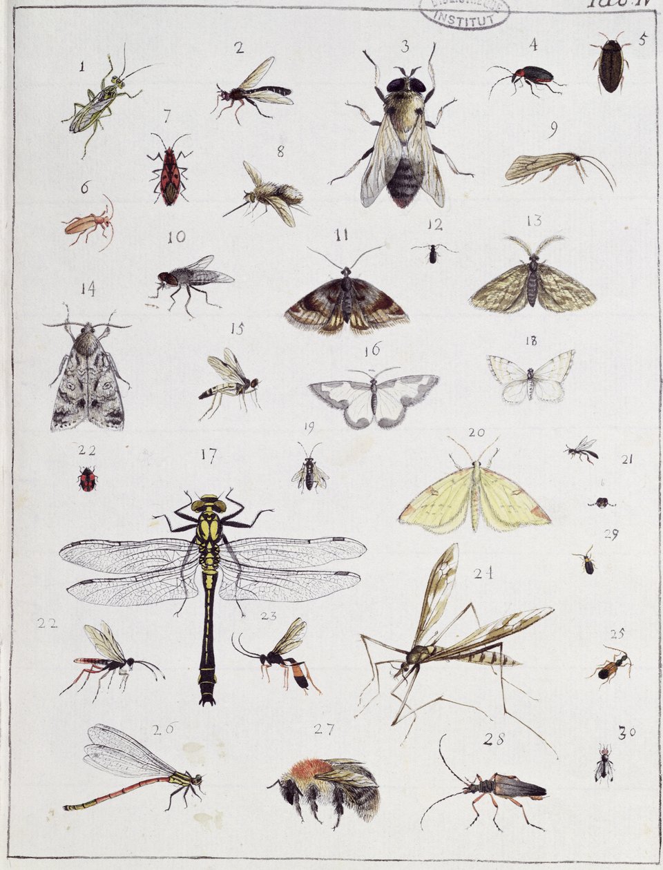 Çeşitli böcekler, 'Diarium Zoologicum'dan IV. levha, 1787 (kağıt üzerinde kalem ve mürekkep ve tuvalet) by Georges Cuvier