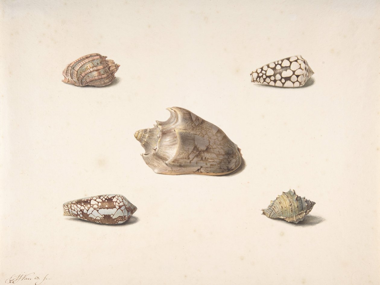 Beş Kabuk, n.d.. by Georgius Jacobus Johannes van Os