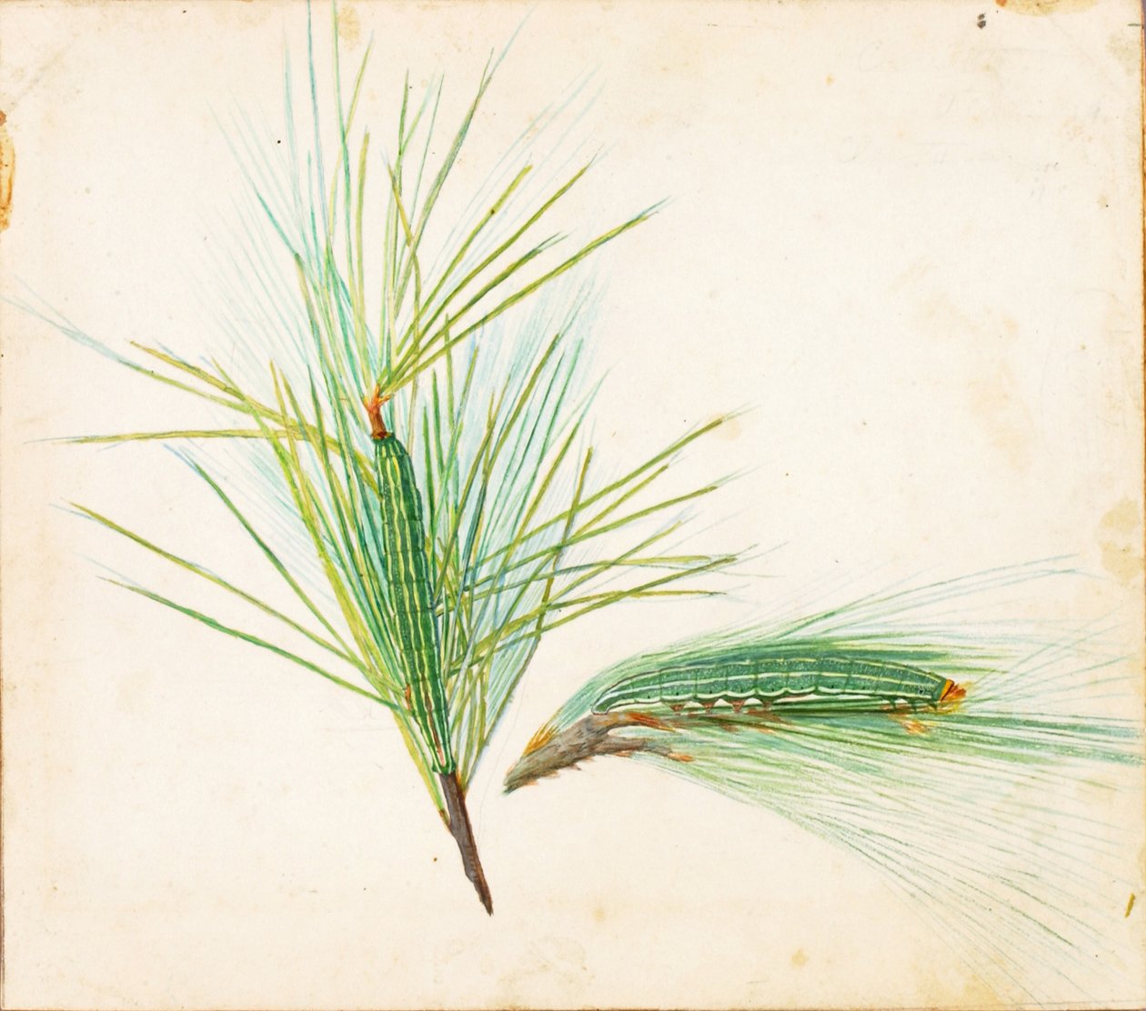 Pine-Tuft Caterpillar..., 20. yüzyılın başları. by Gerald H. Thayer
