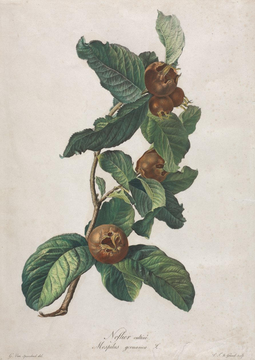 Ekili Muşmula (Mespilus germanica) by Gerard van Spaendonck