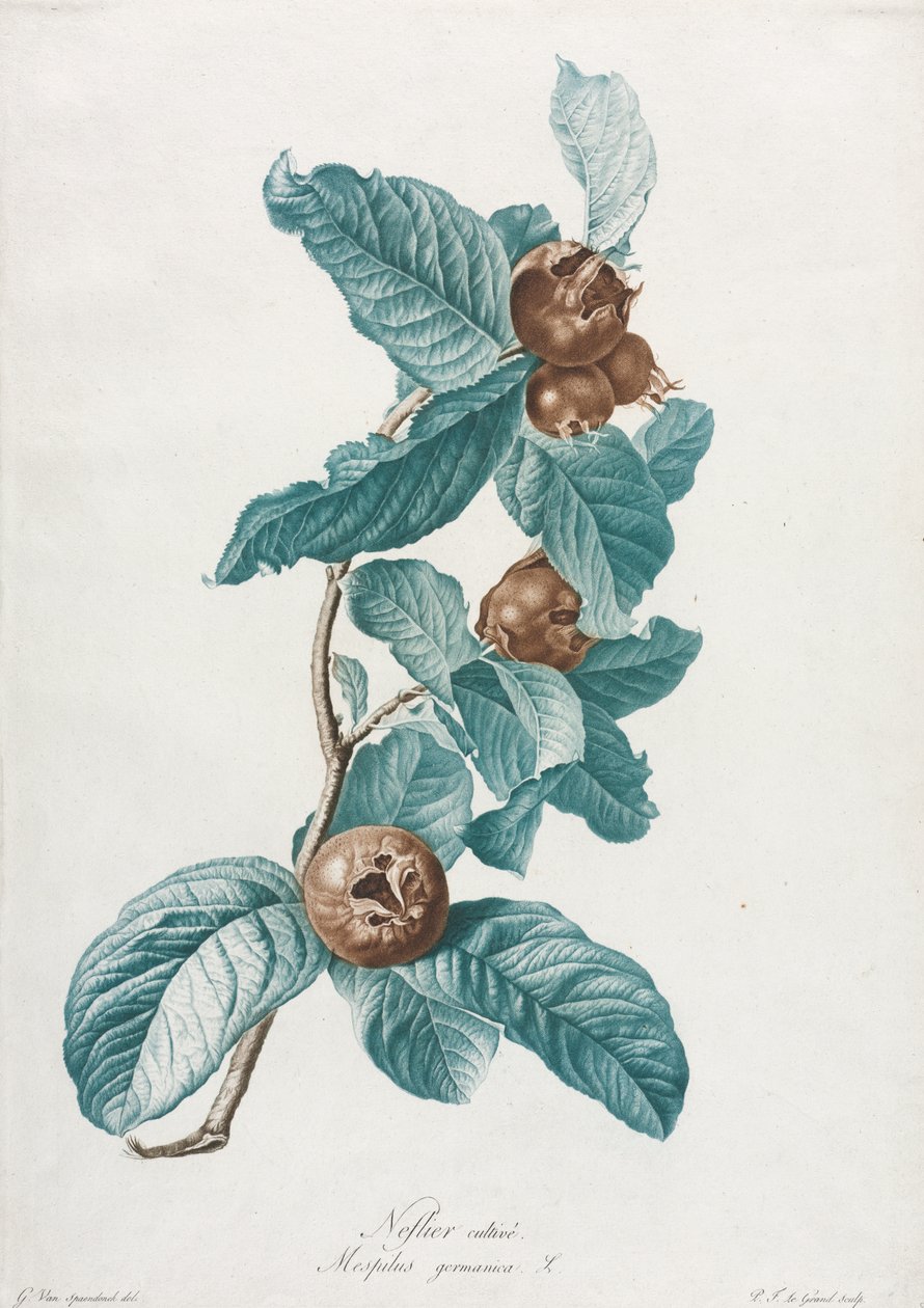 Ekili Muşmula (Mespilus germanica) by Gerard van Spaendonck