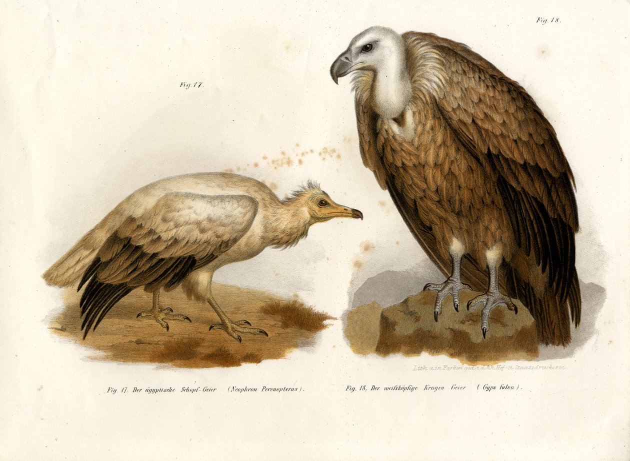 Mısır Akbabası, 1864 by German School
