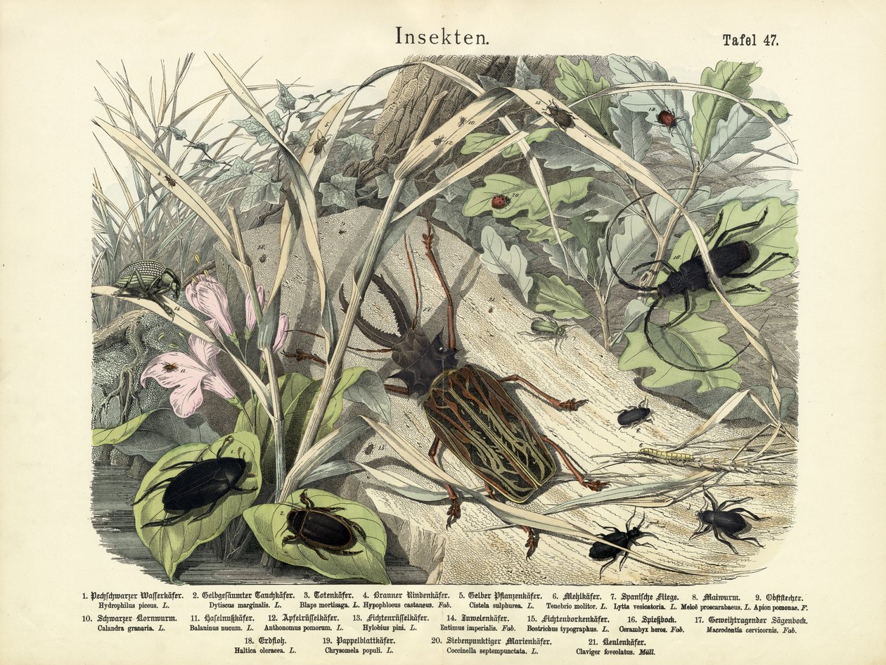 Böcekler, c.1860 by German School