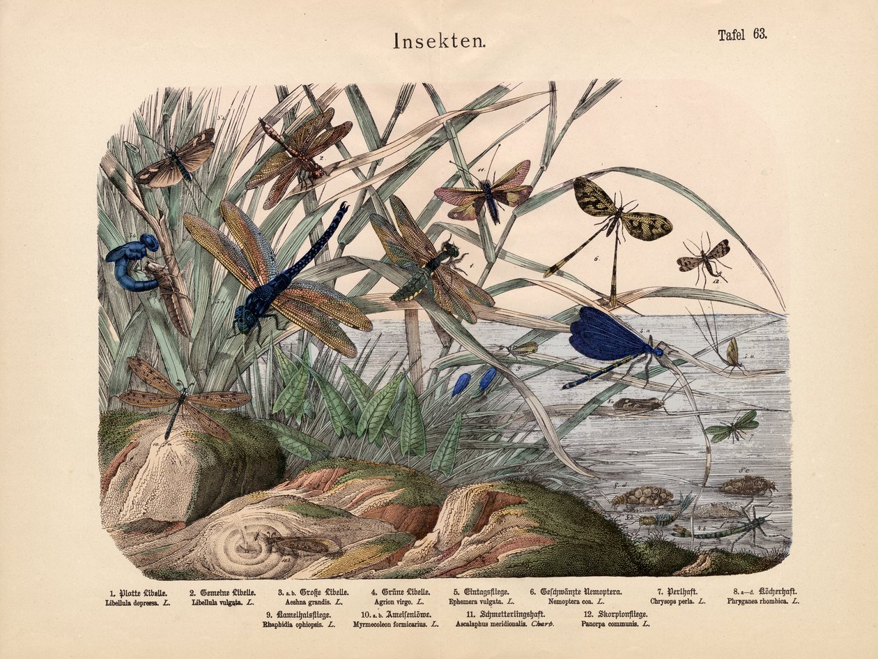 Böcekler, c.1860 by German School