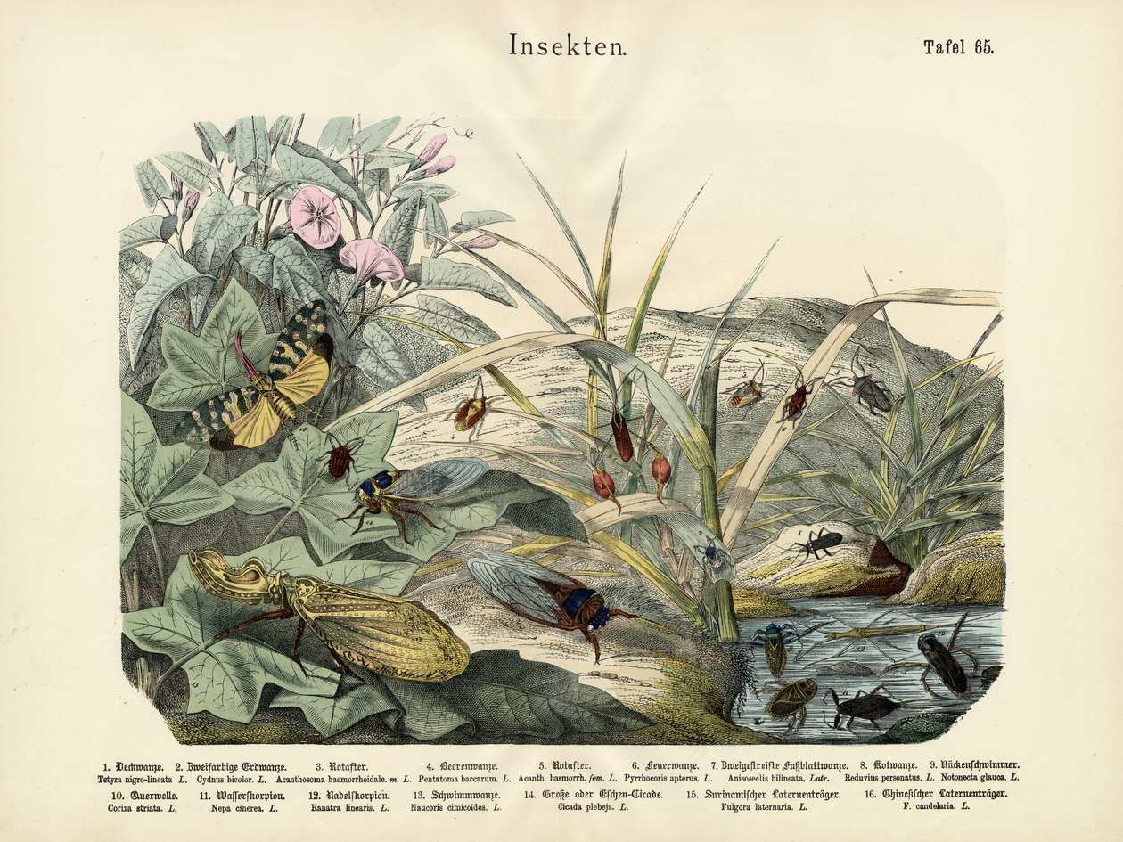 Böcekler, c.1860 by German School