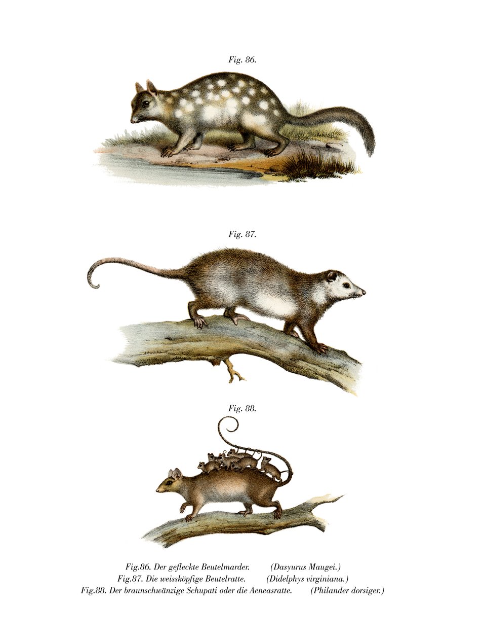 Quoll, 1860 by German School