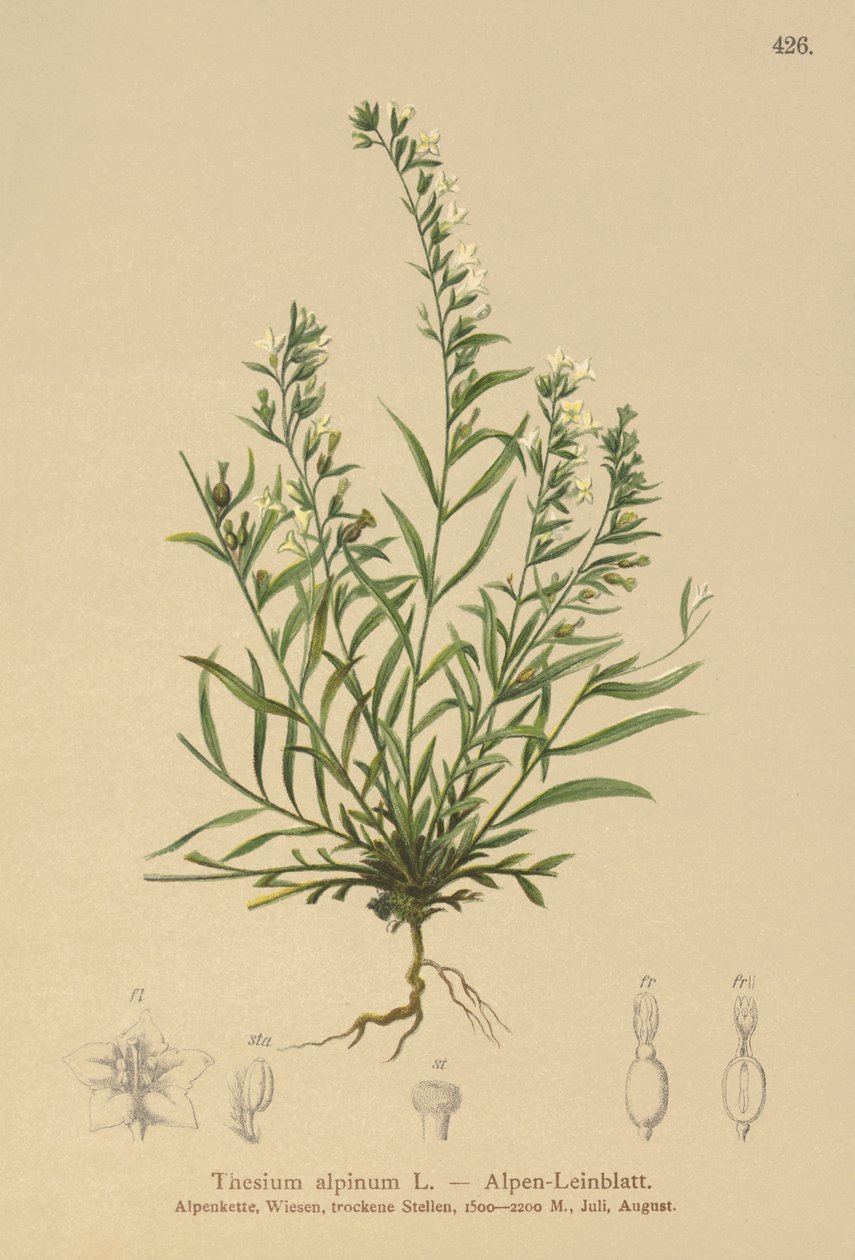 Alp Piç Toadflax (Thesium alpinum) by German School
