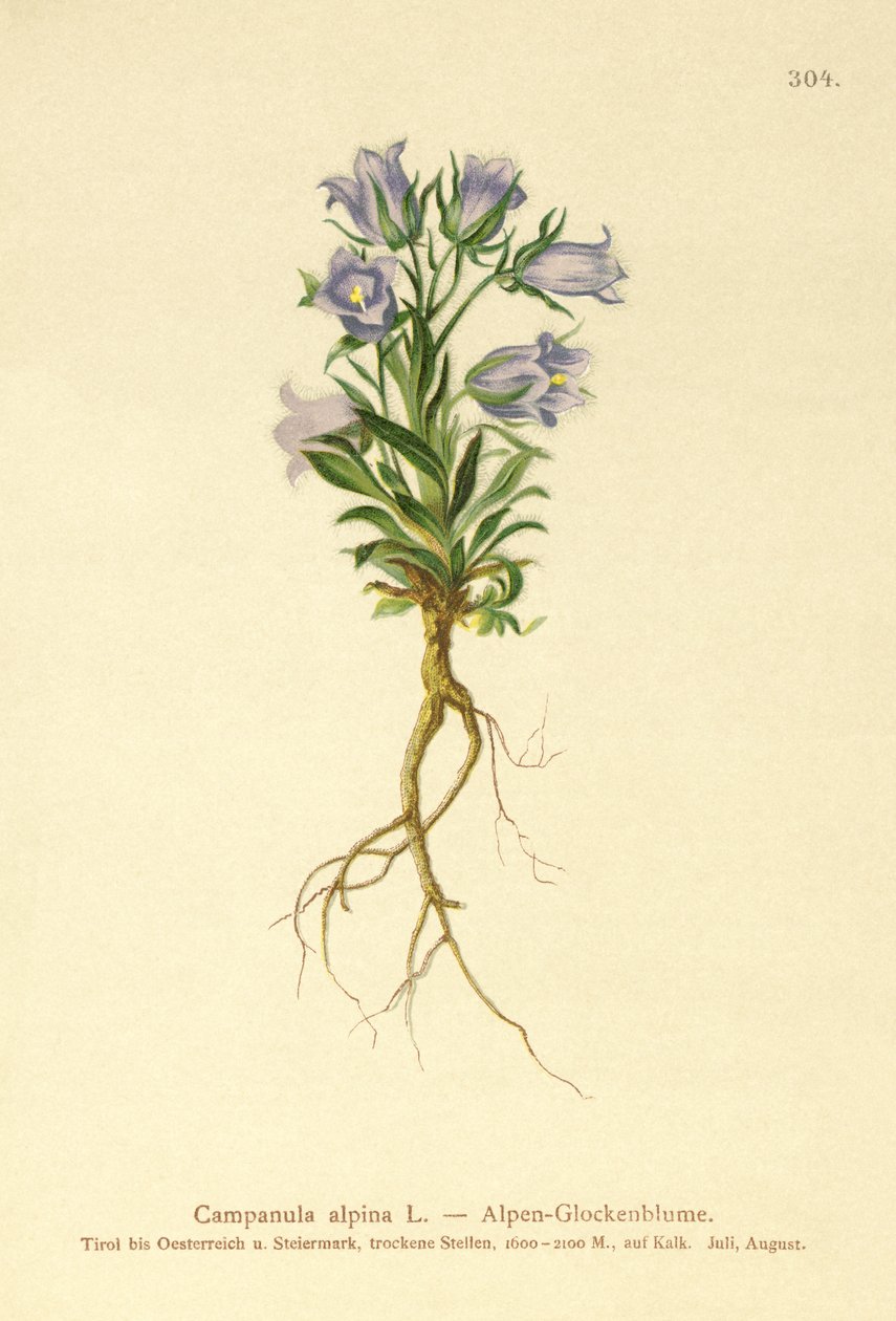 Alp Çan çiçeği (Campanula alpina) by German School