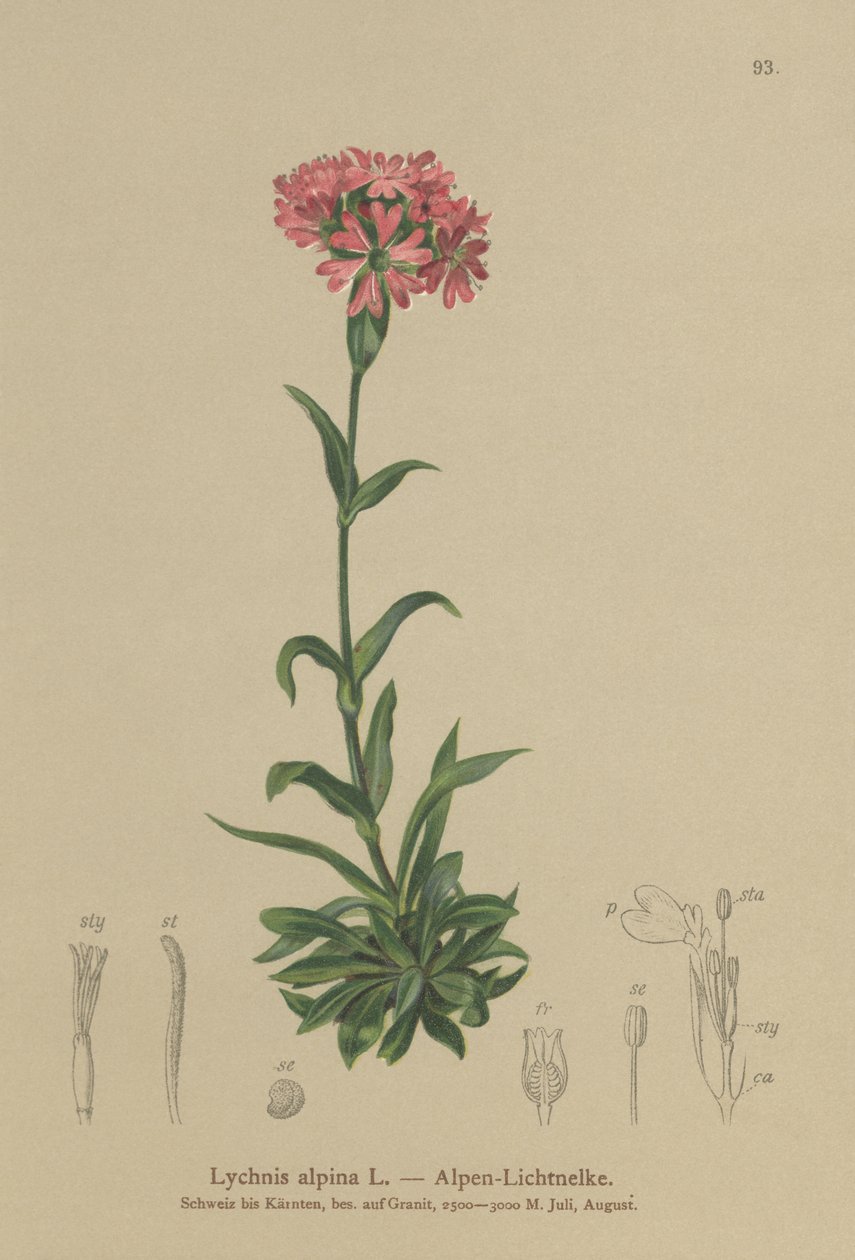 Alp Catchfly (Lychnis alpina, Silene suecica) by German School