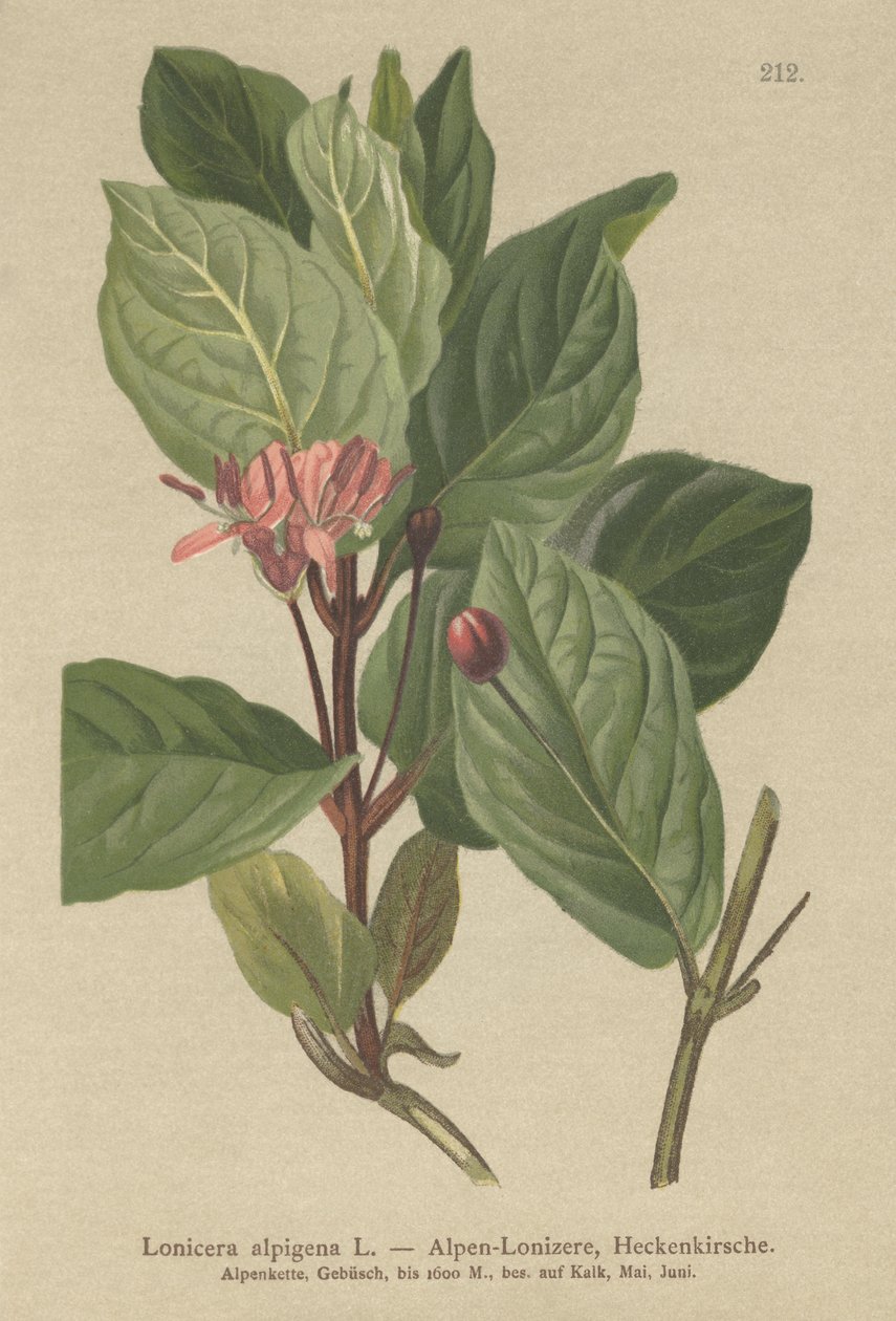 Alp Hanımeli (Lonicera alpigena) by German School