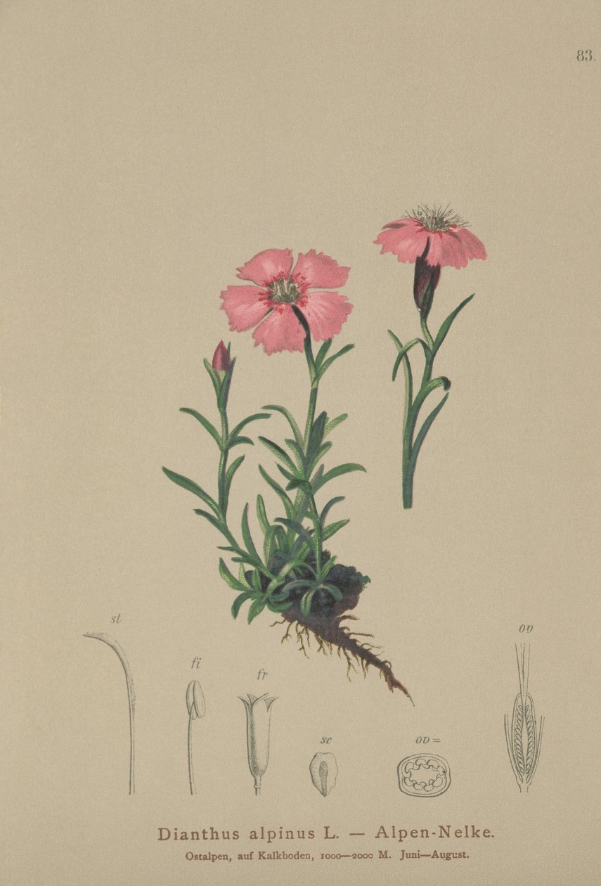 Alp Pembesi (Dianthus alpinus) by German School