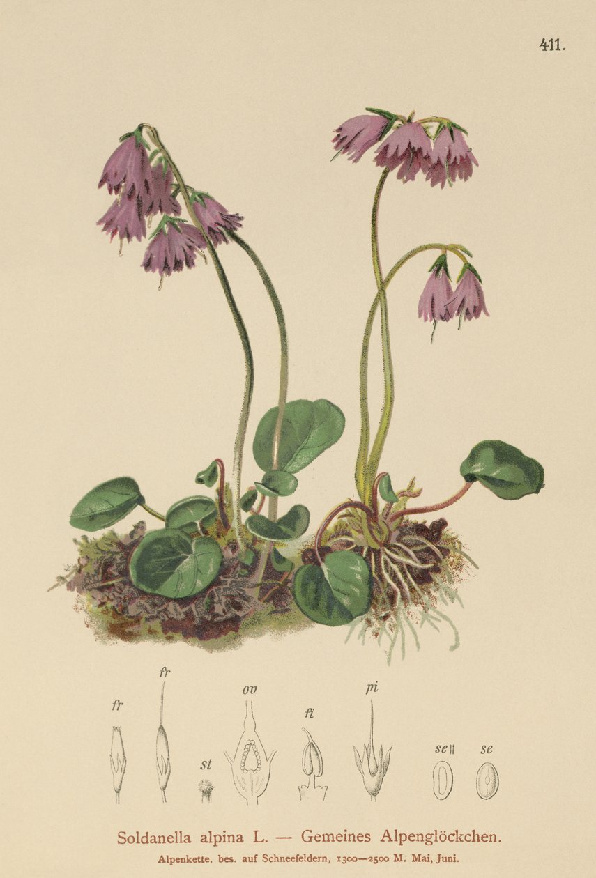 Alp Kar Çanı (Soldanella alpina) by German School