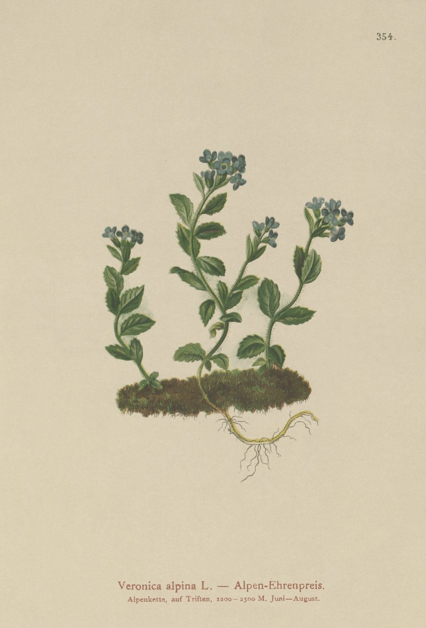 Alp Speedwell (Veronica alpina) by German School