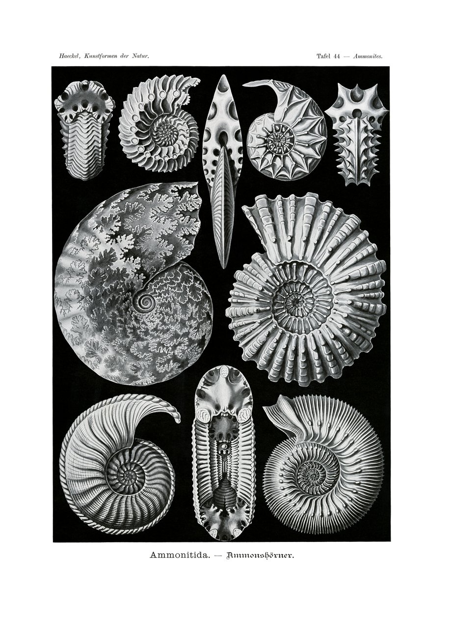 Ammonitida, 1899-1904 by German School