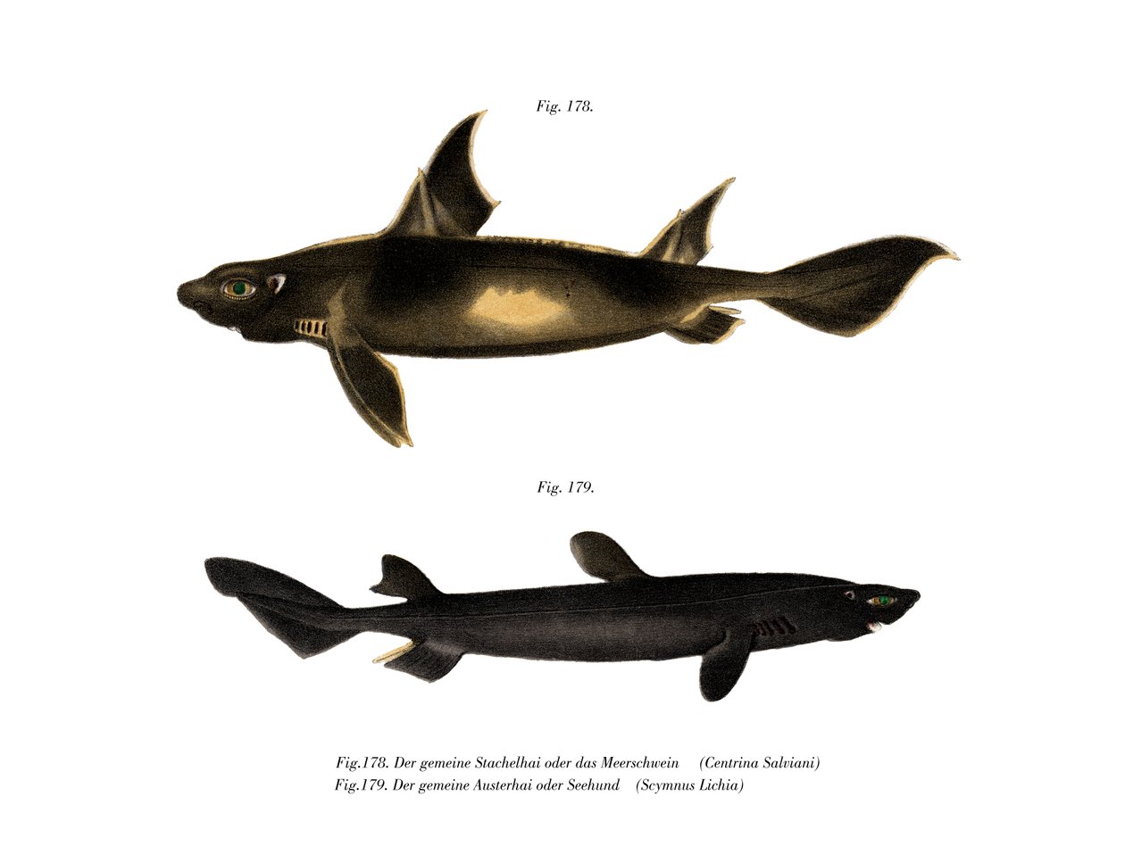 Angular Roughshark (renkli taş) by German School