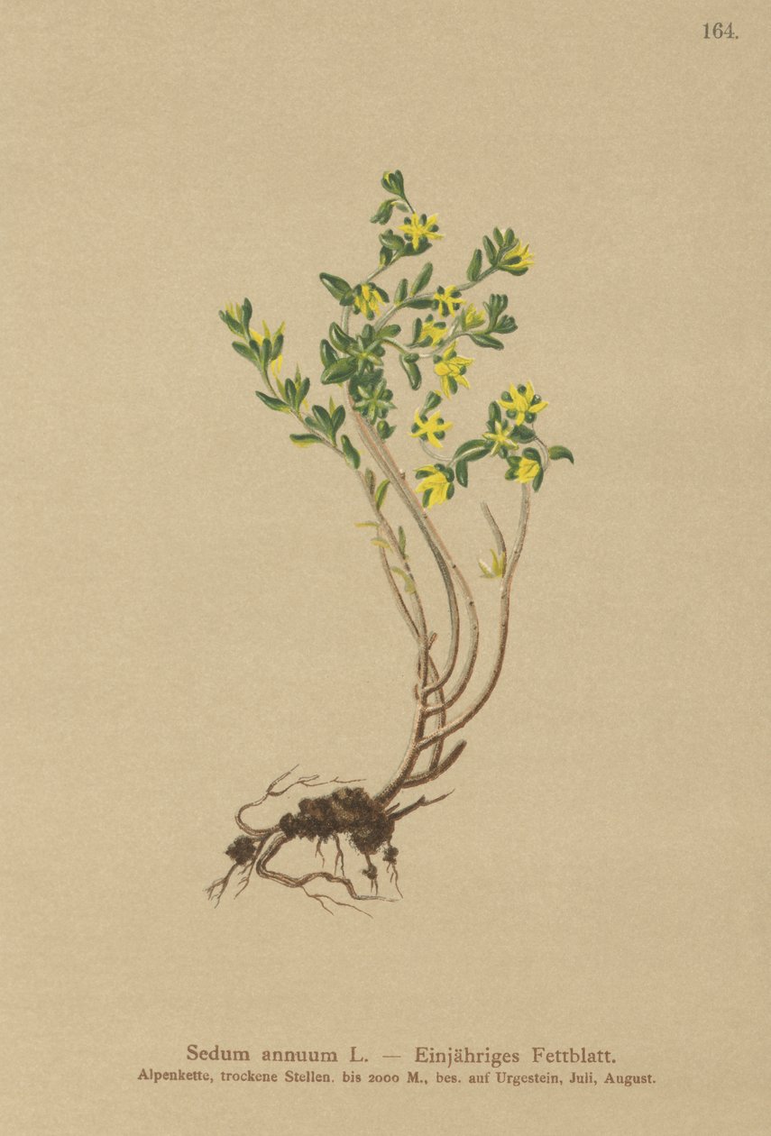 Yıllık Stonecrop (Sedum annuum) by German School