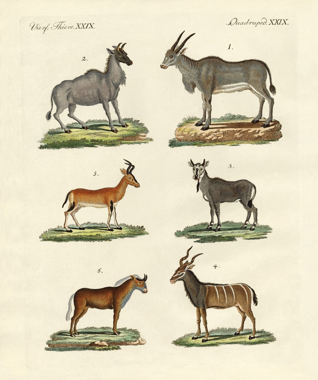 Antiloplar ve ceylanlar by German School