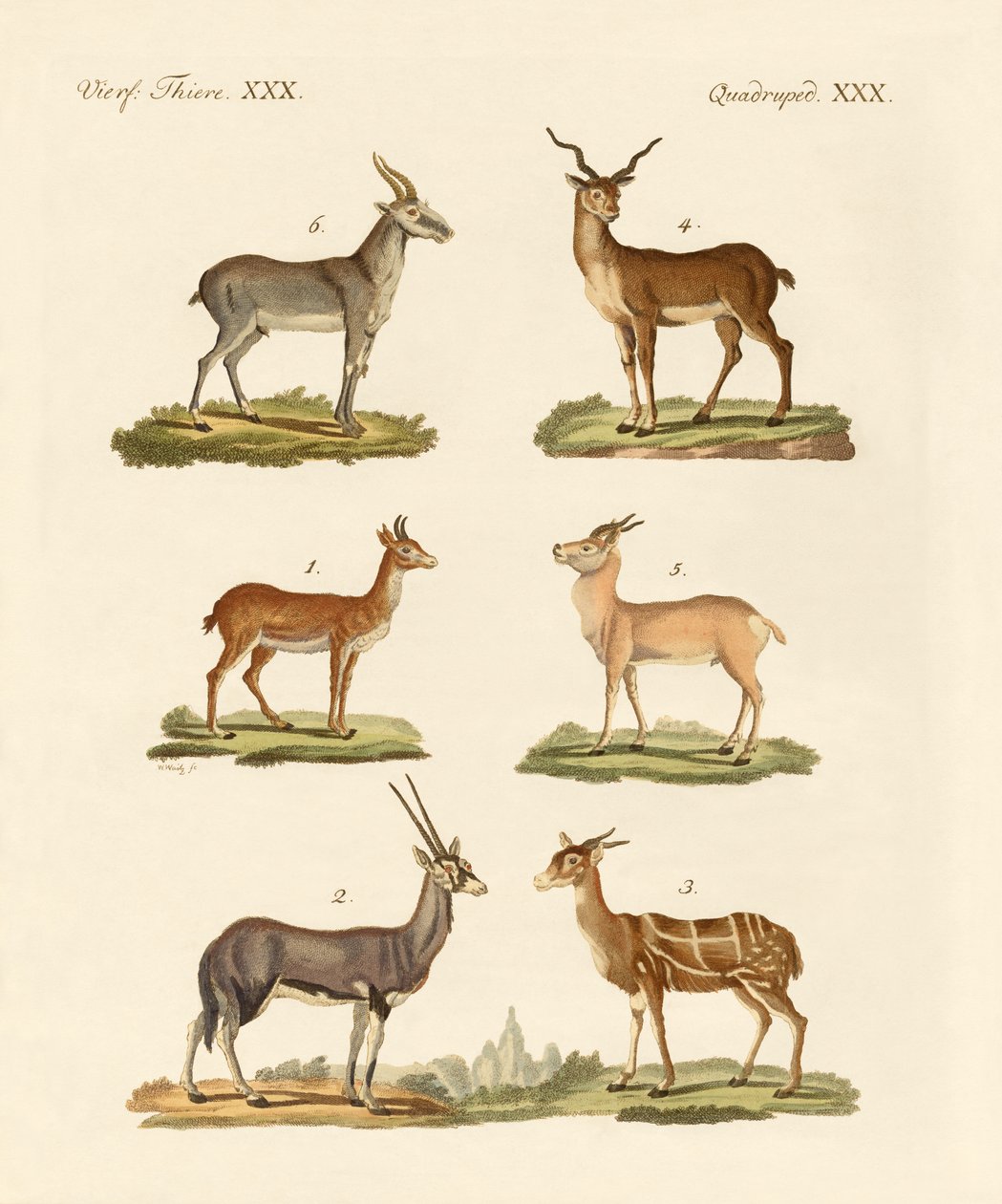 Antiloplar ve ceylanlar by German School