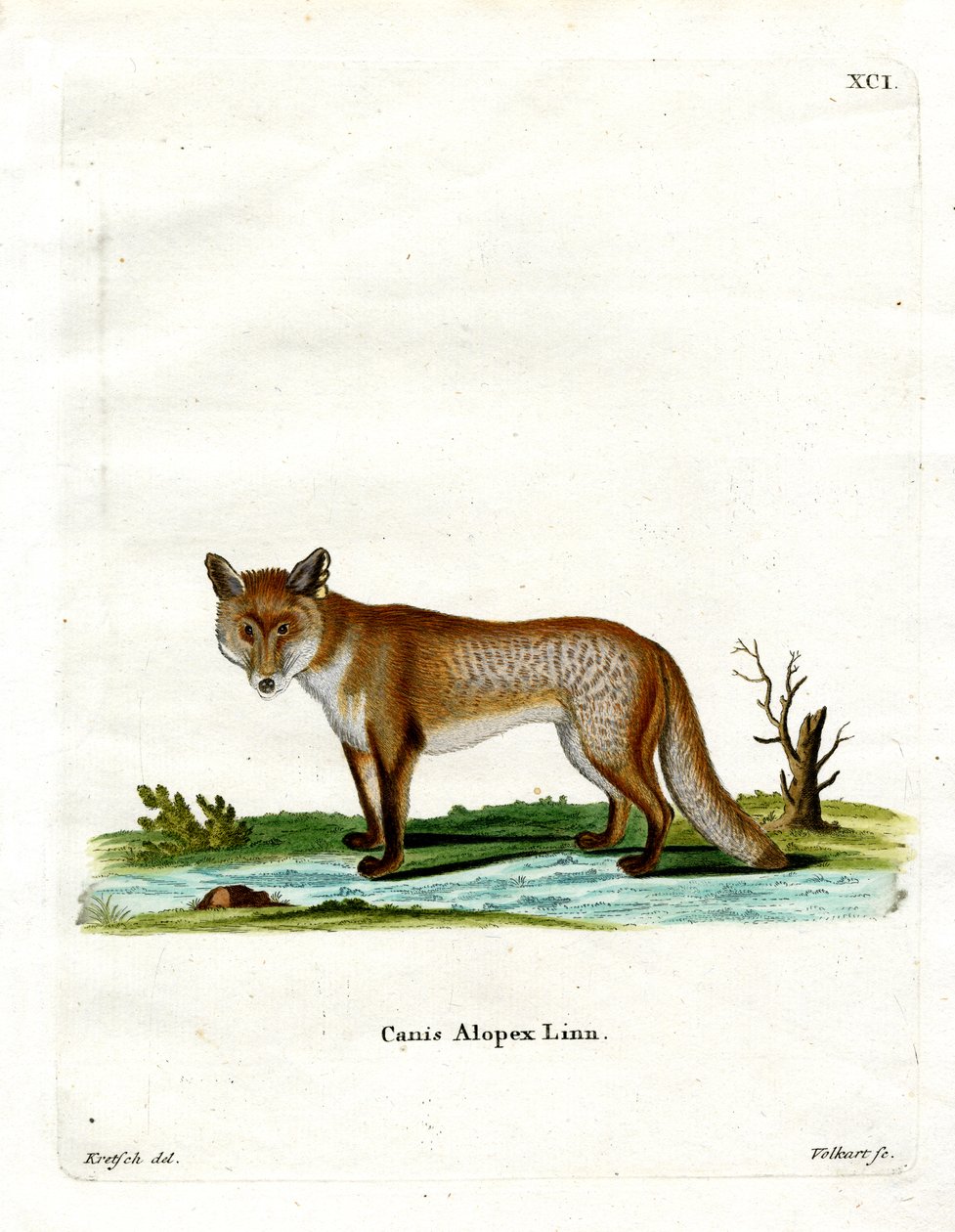 Arctic Fox (renkli gravür) by German School