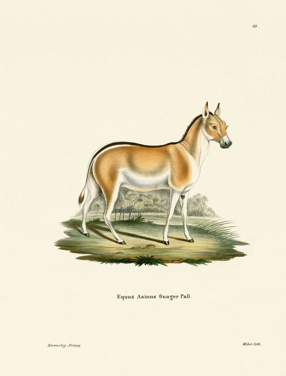 Asyalı Vahşi Eşek (renkli gravür) by German School