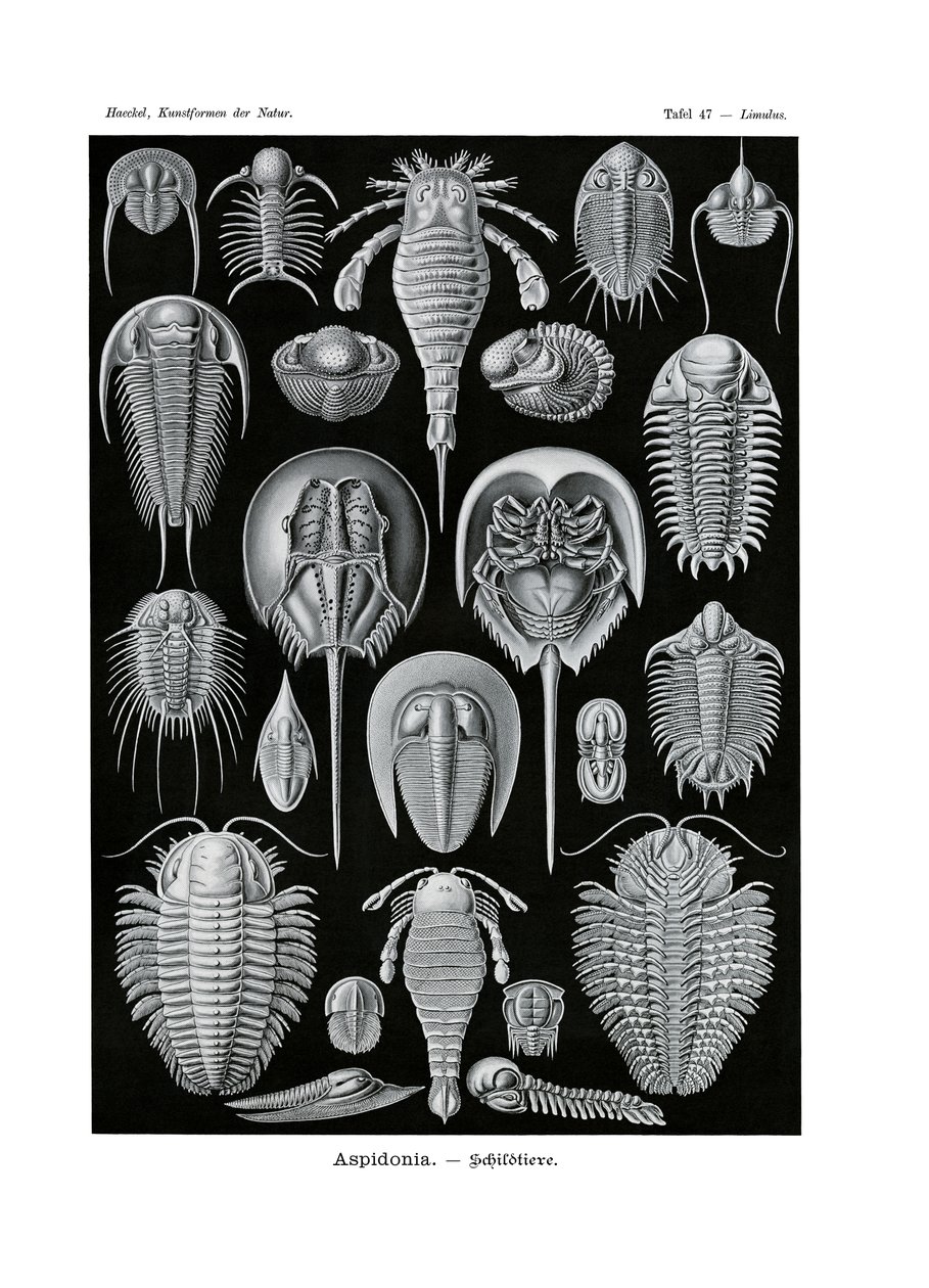 Aspidonia, 1899-1904 by German School
