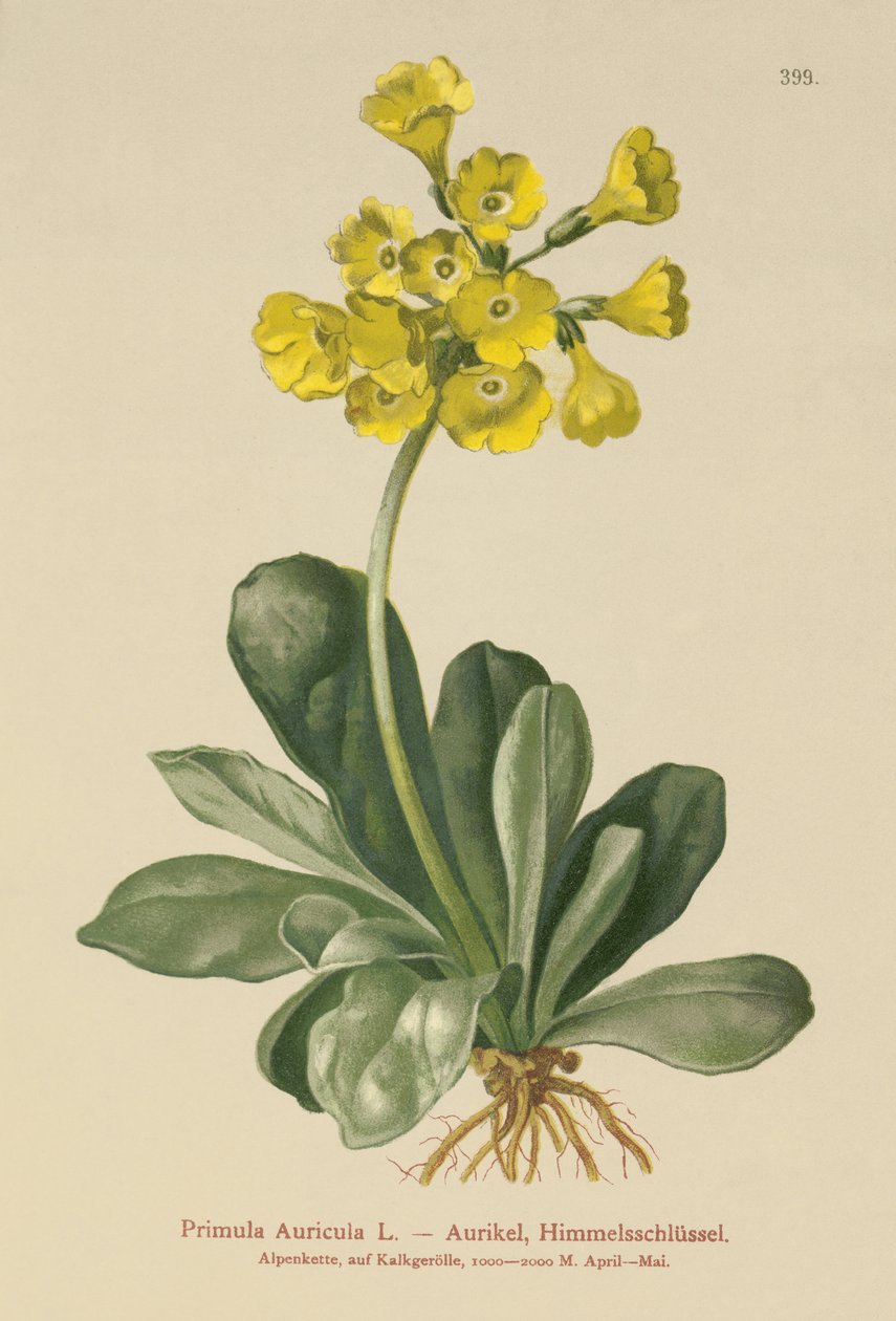 Kulak kepçesi (Primula Kulak kepçesi) by German School