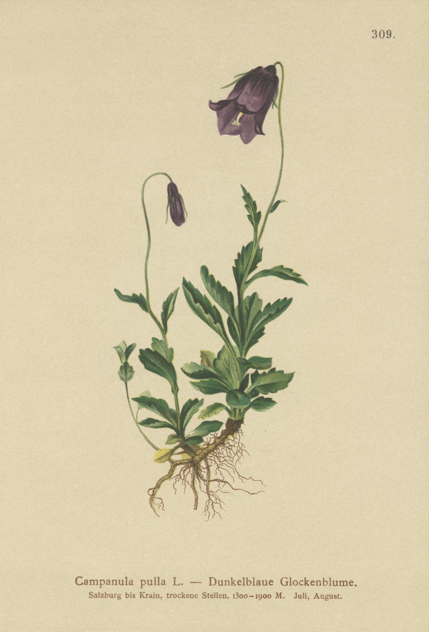 Avusturya Çan çiçeği (Campanula pulla) by German School