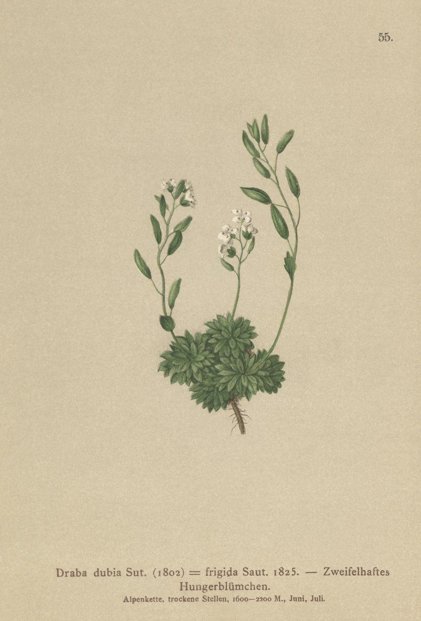 Avusturya Whitlow Otu (Draba dubia, Draba frigida) by German School