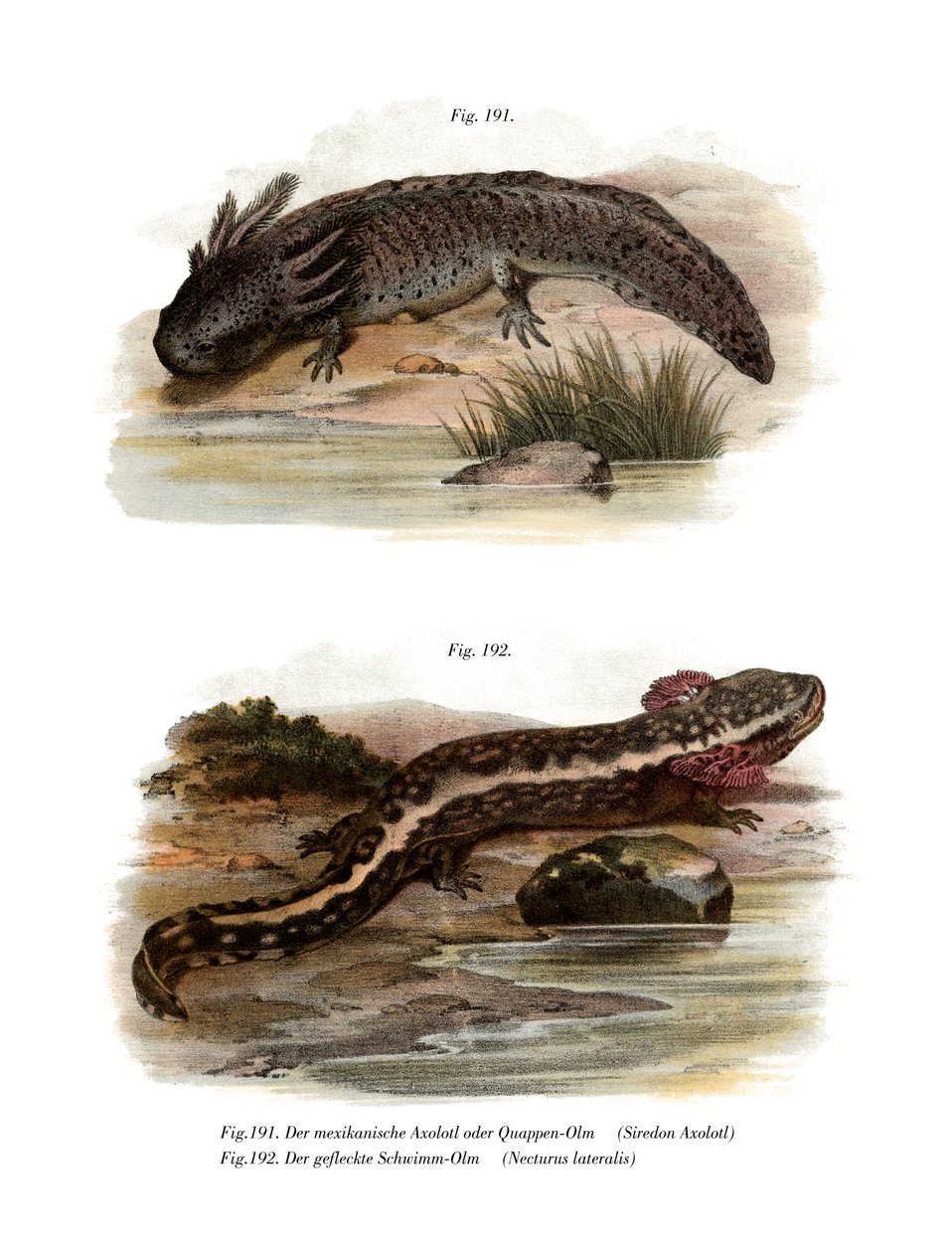 Axolotl (renkli taş) by German School