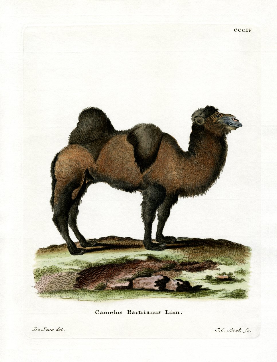 Bactrian Camel (renkli gravür) by German School