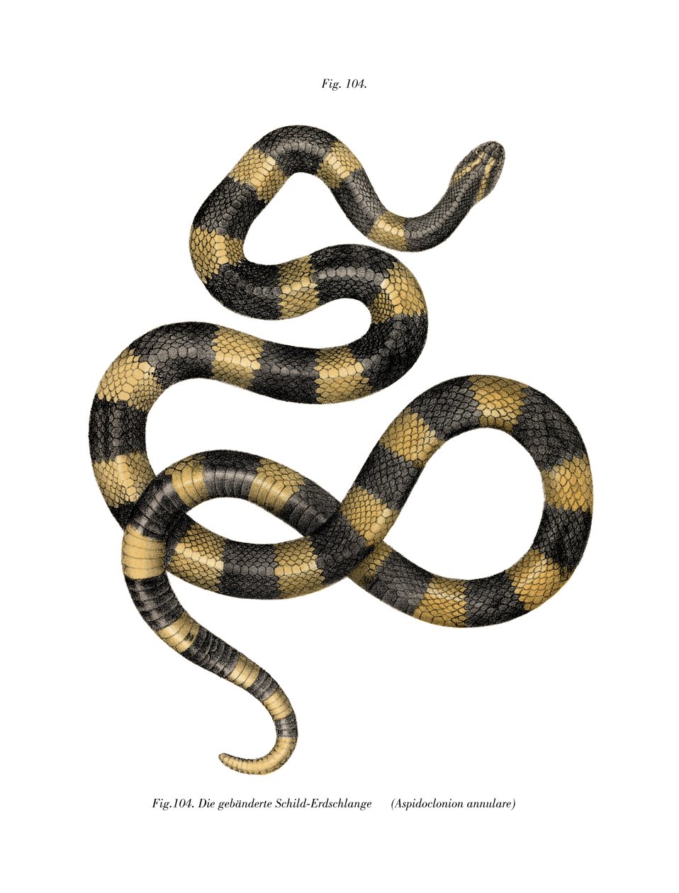 Bantlı Krait (renkli lito) by German School