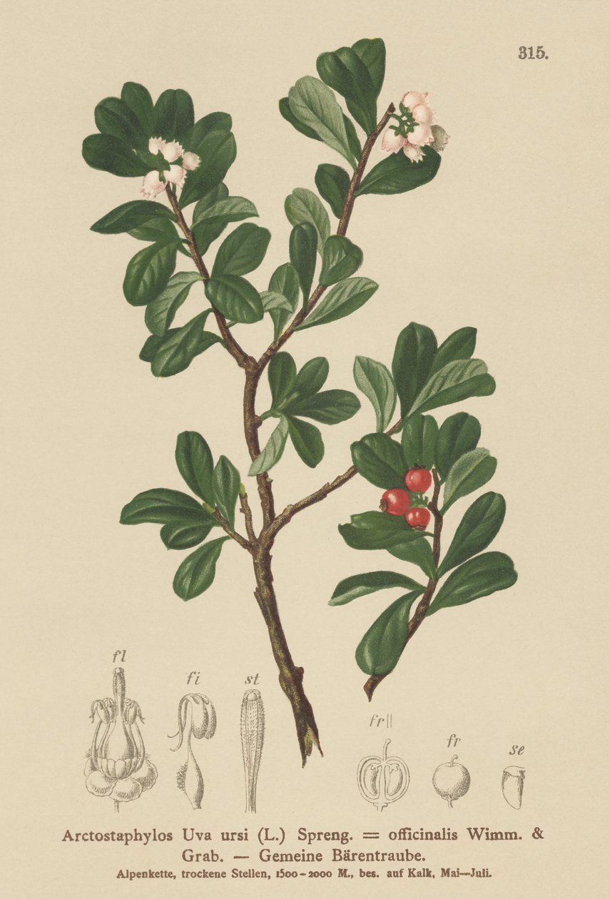 Ayı üzümü (Arctostaphylos Uva ursi, Arctostaphylos officinalis) by German School