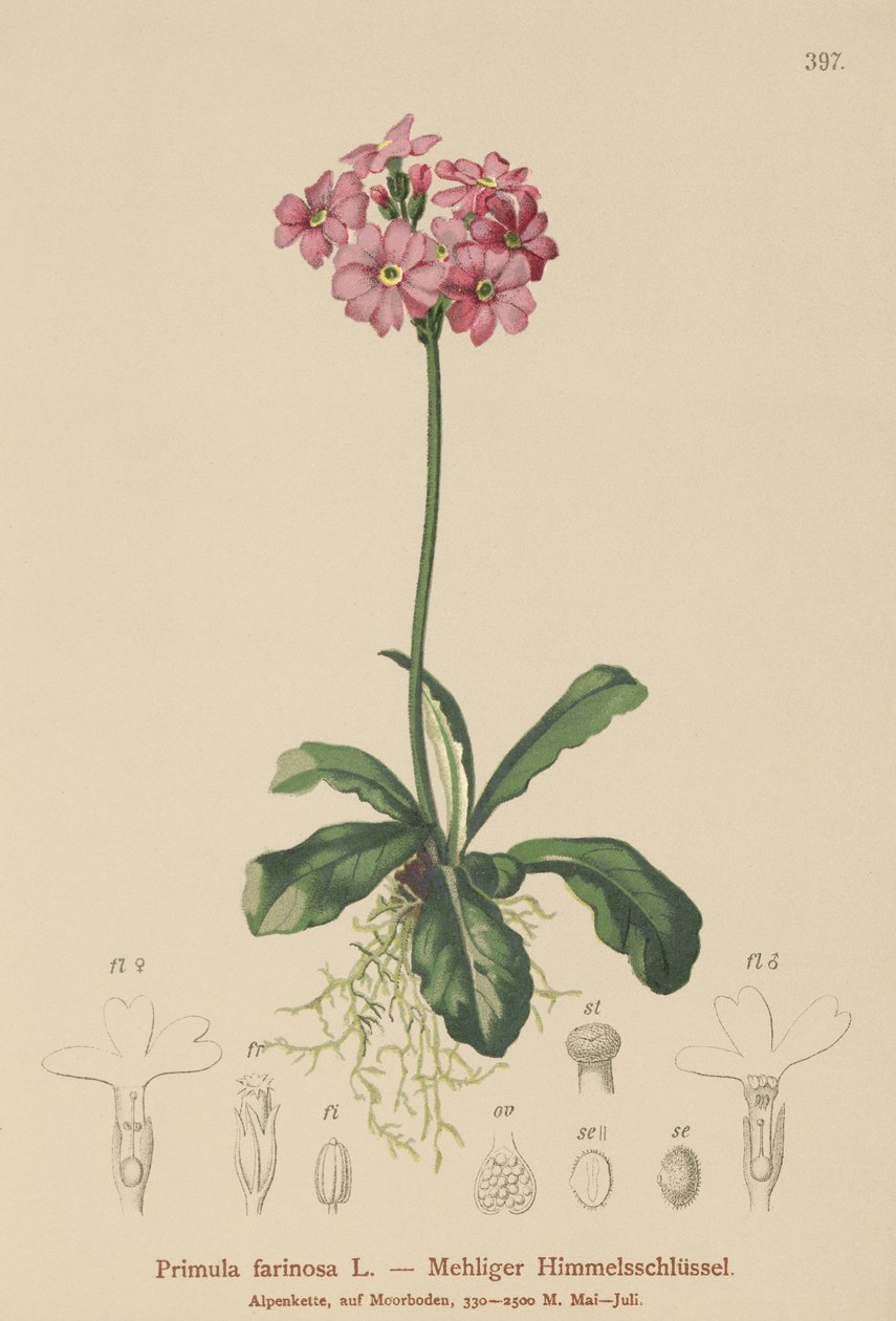 Kuş gözü çuha çiçeği (Primula farinosa) by German School