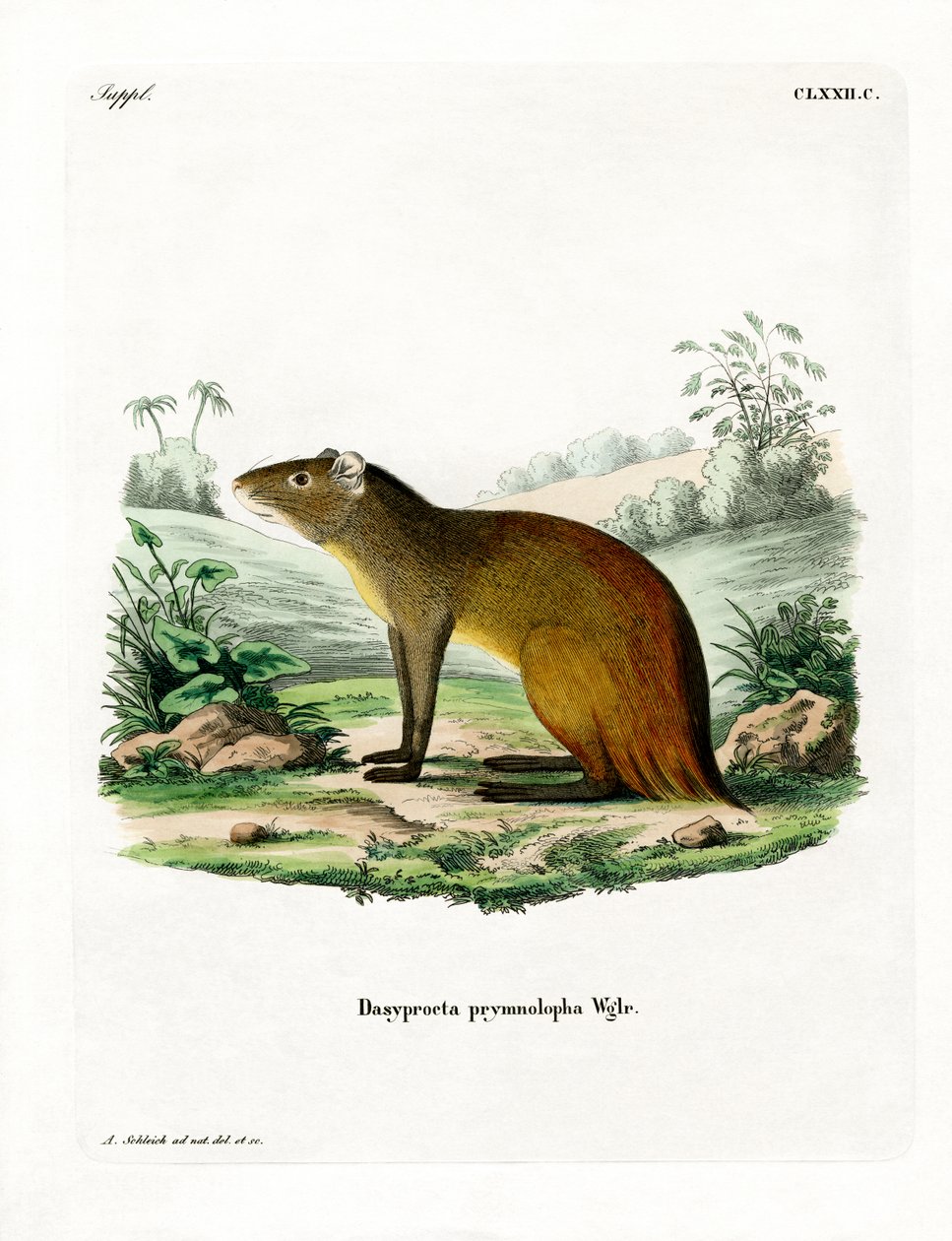 Siyah sırtlı Agouti (renkli gravür) by German School