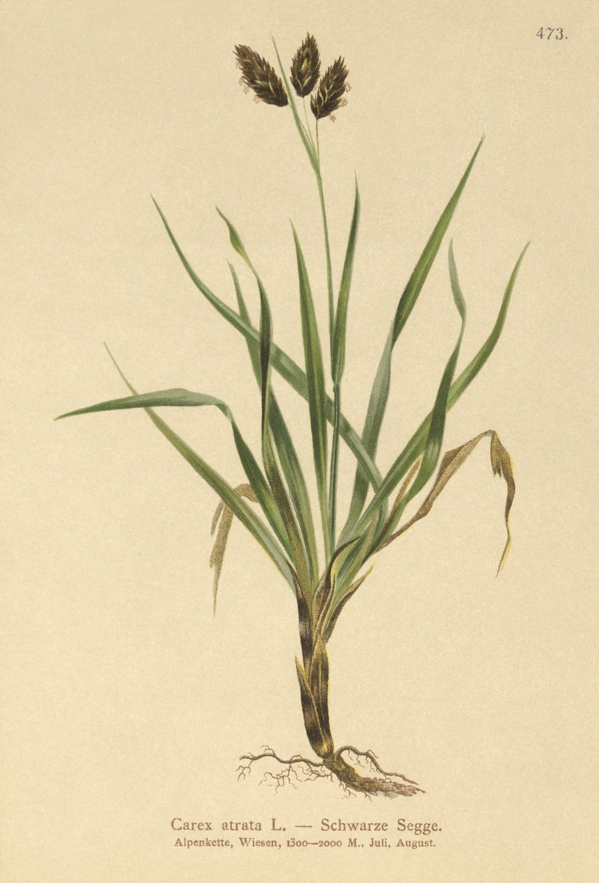 Siyah Alp saz (Carex atrata) by German School