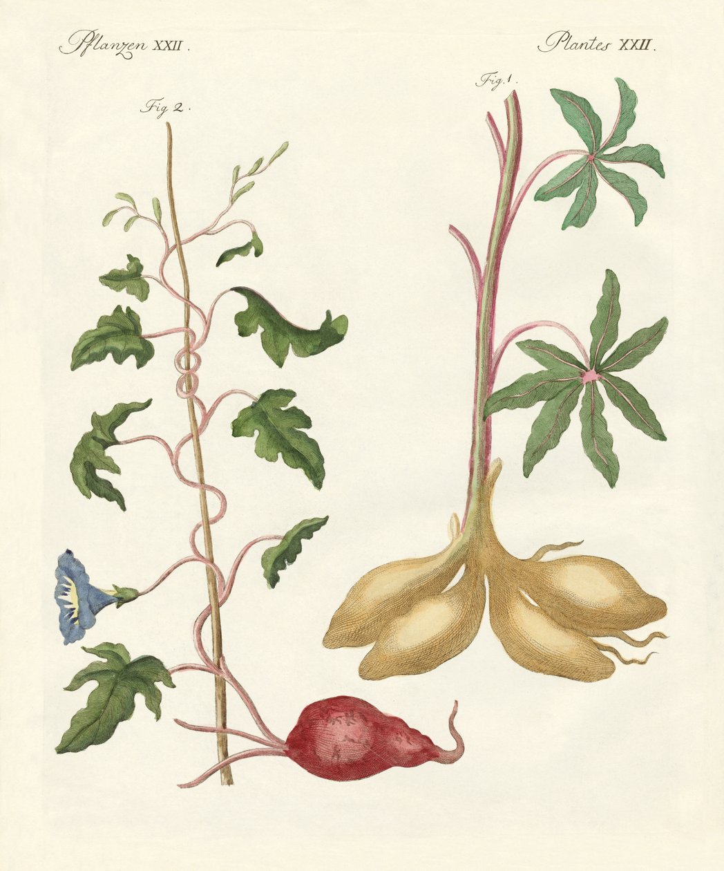 ekmek bitkileri by German School
