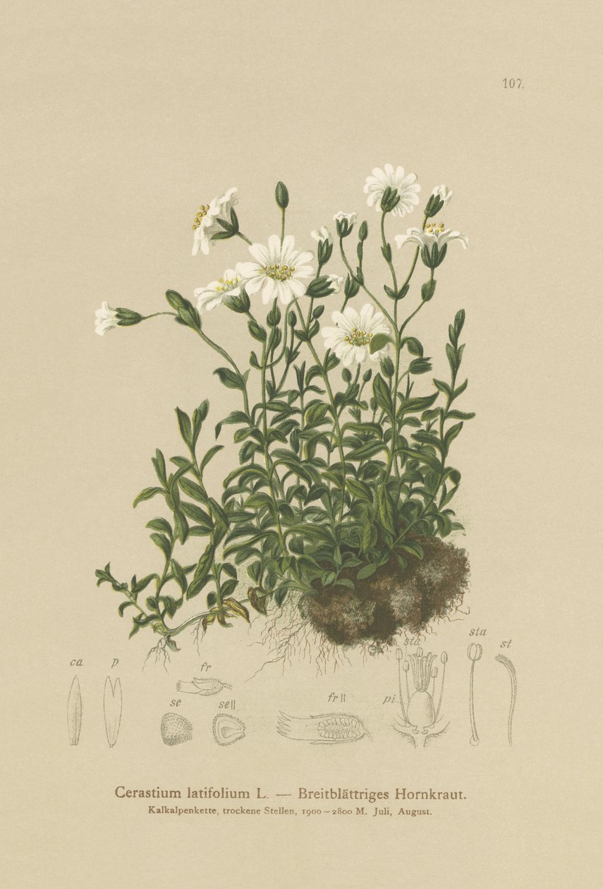 Geniş Yapraklı Fare Kulağı (Cerastium latifolium) by German School